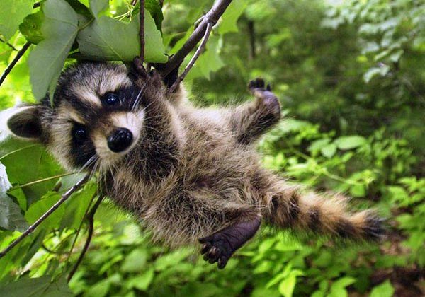 raccoons