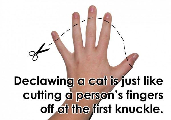 cat-declawing-1-e1478012189615