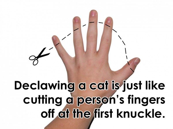 cat-declawing-1-e1478012189615