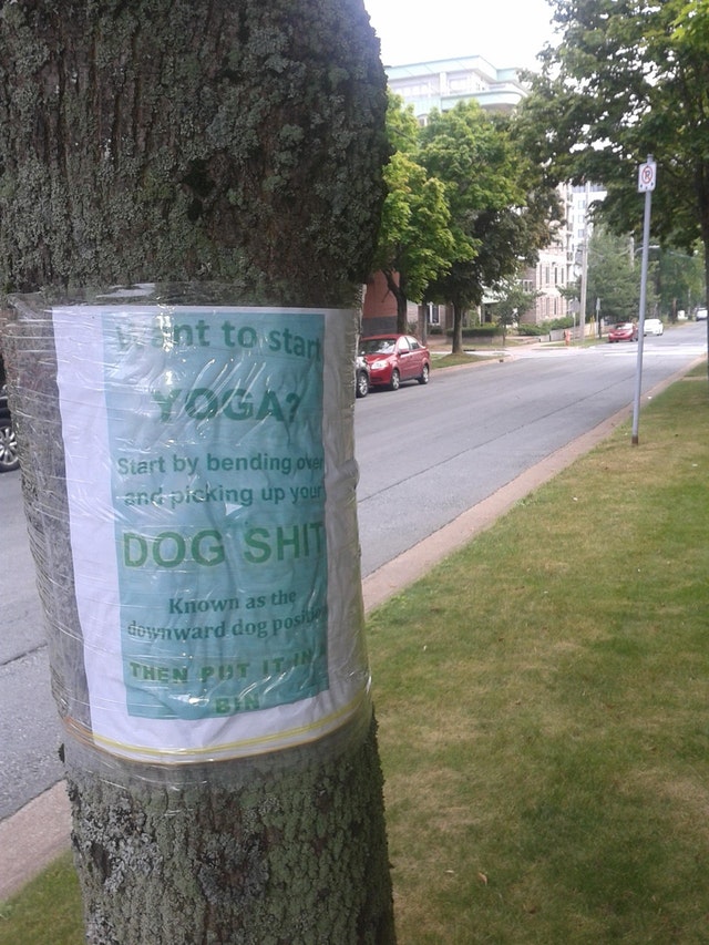 dog poo NE