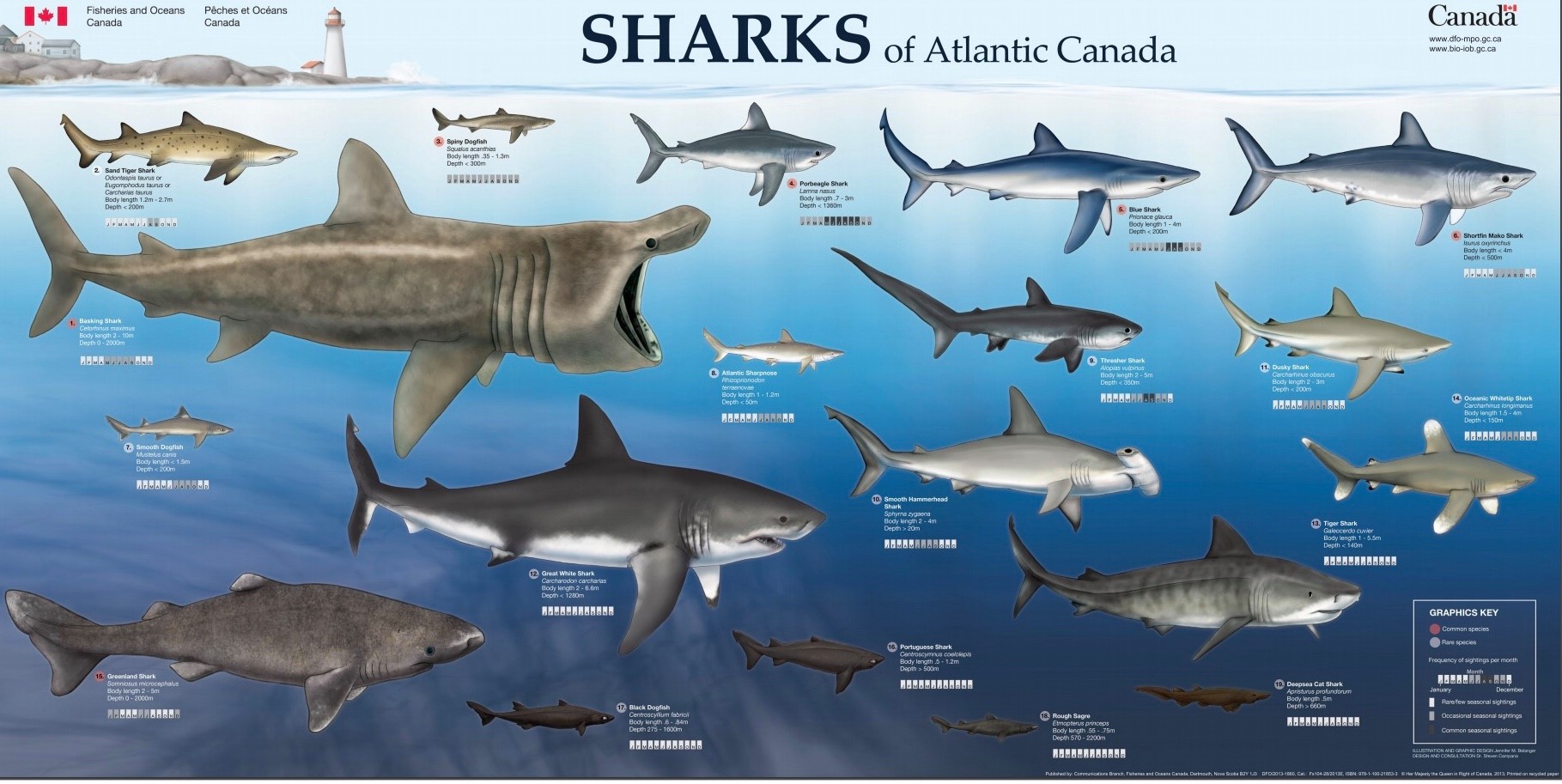 North Atlantic Ocean Is There Sharks Shark Sixgill Species Discovered ...