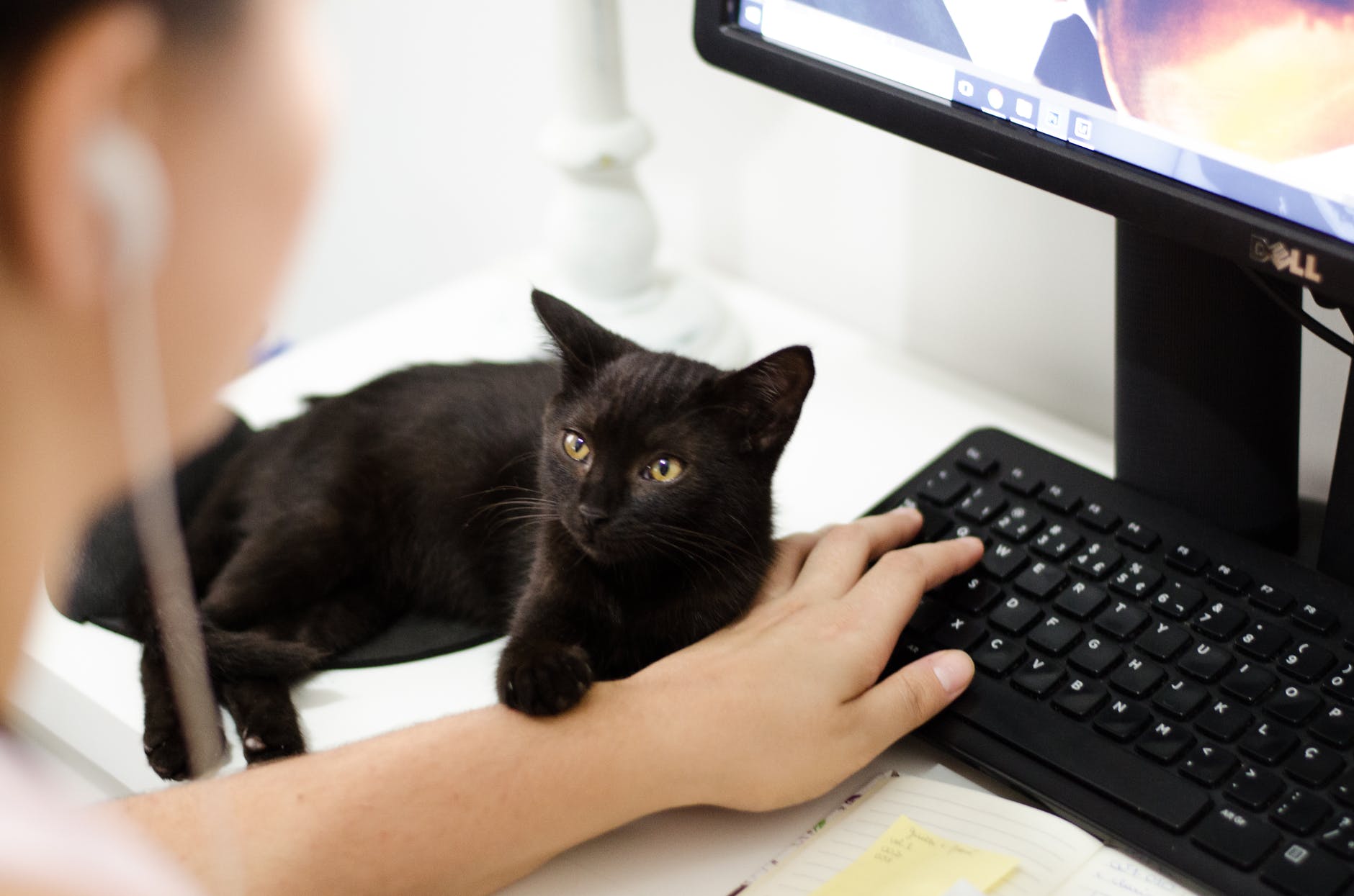 National Take Your Cat To Work Day! - Blog - FX101.9
